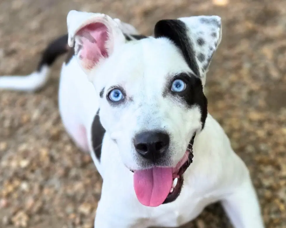 Bluey - American Bulldog
