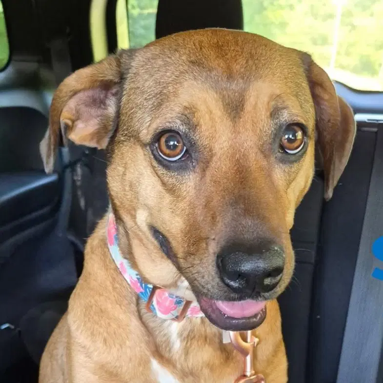 Sissie - Mountain Cur