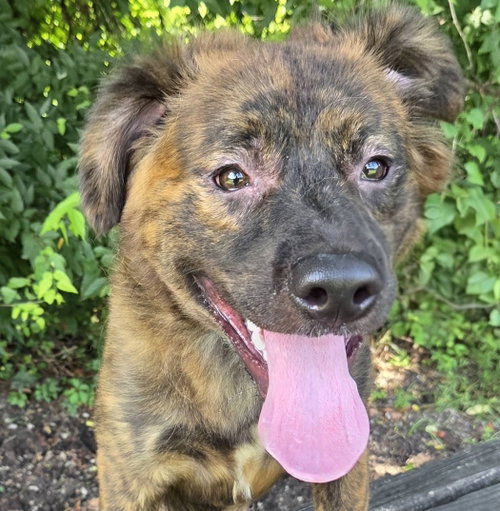 Marty, an adoptable Dutch Shepherd in Anniston, AL