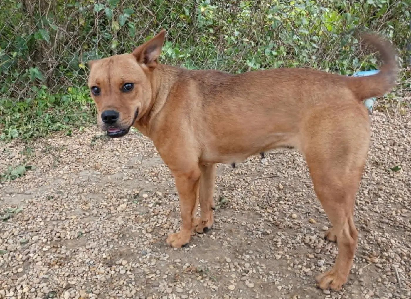Delilah image 2