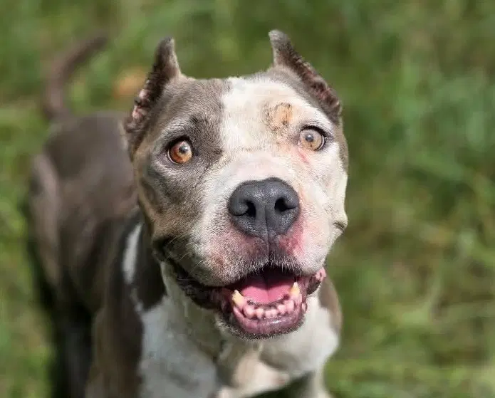 Scarlett - American Staffordshire Terrier