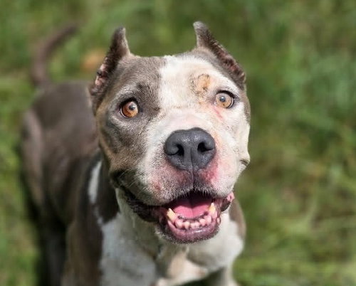 Scarlett, an adoptable American Staffordshire Terrier in Anniston, AL