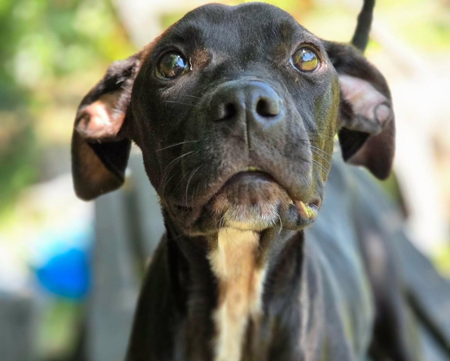 Bindi, Hound