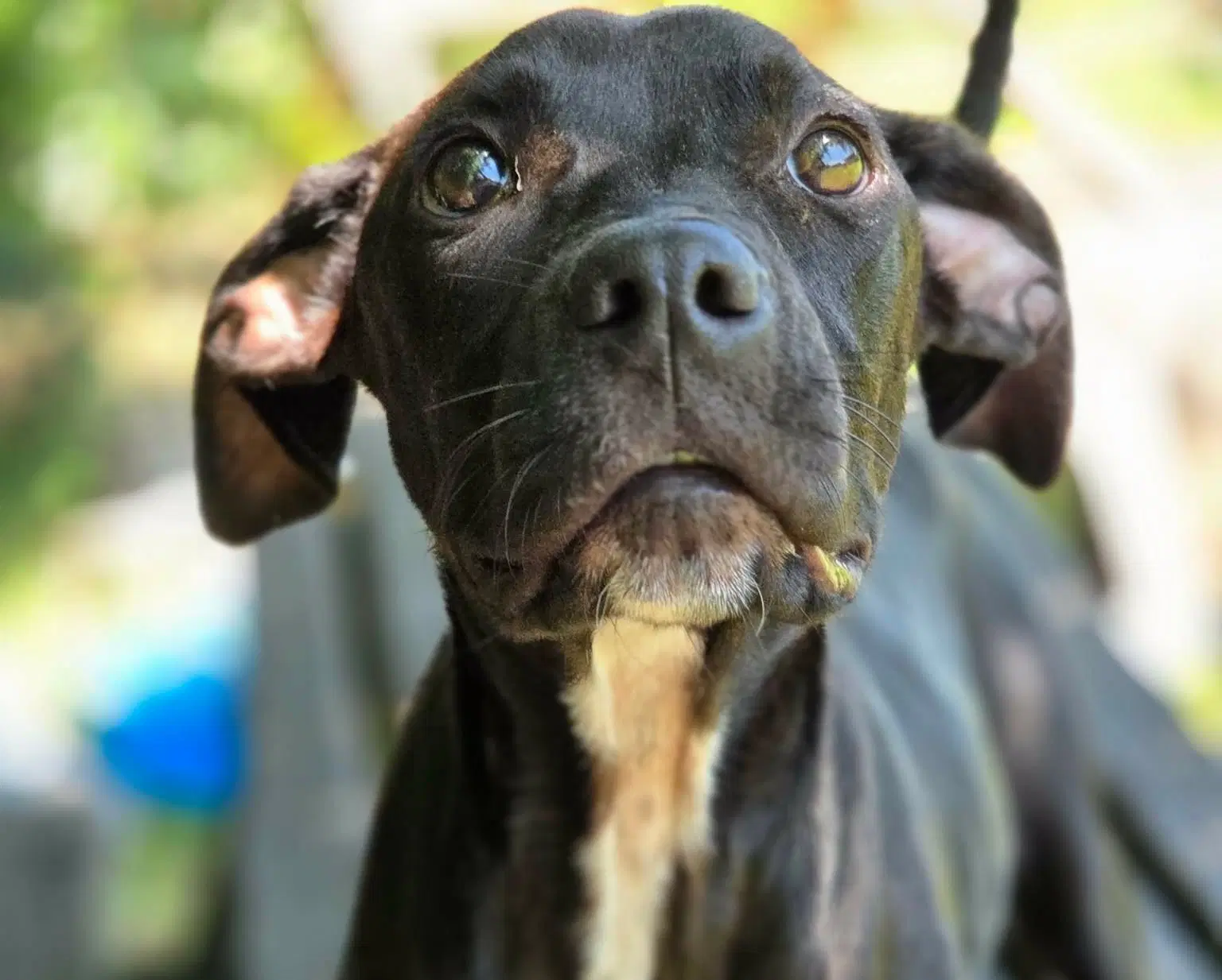 Bindi - Hound