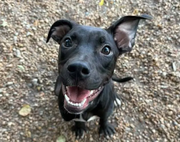 Bindi - Hound
