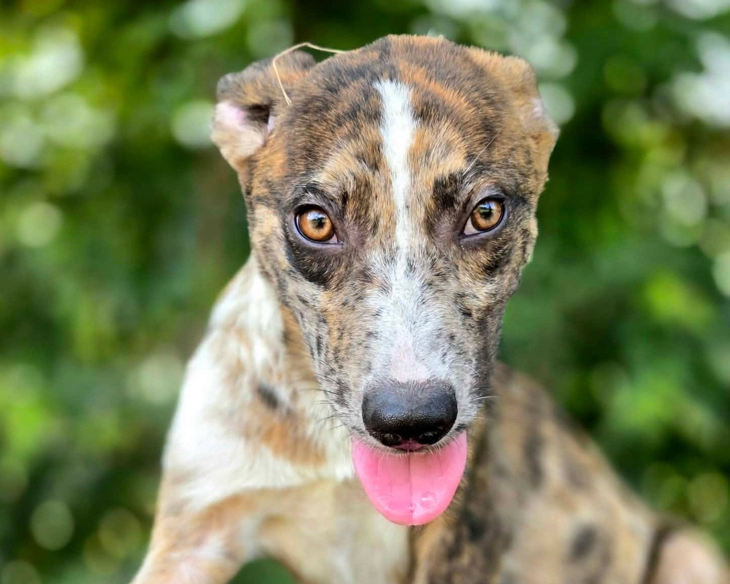 Boone, Catahoula Leopard Dog