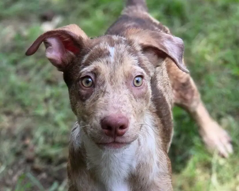 Ryder - Catahoula Leopard Dog