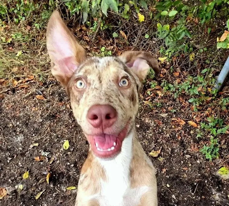 Ryder - Catahoula Leopard Dog