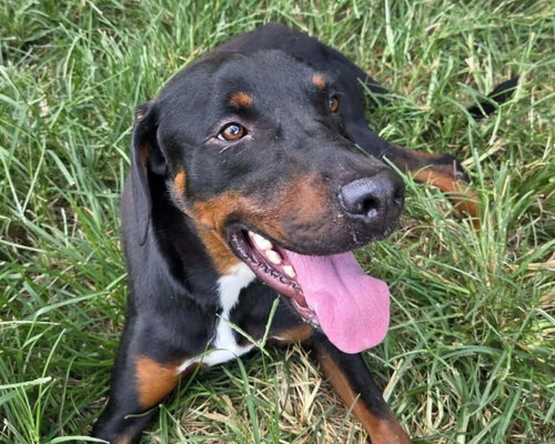 Ace, a dog for adoption from Calhoun County Humane Society, Inc.