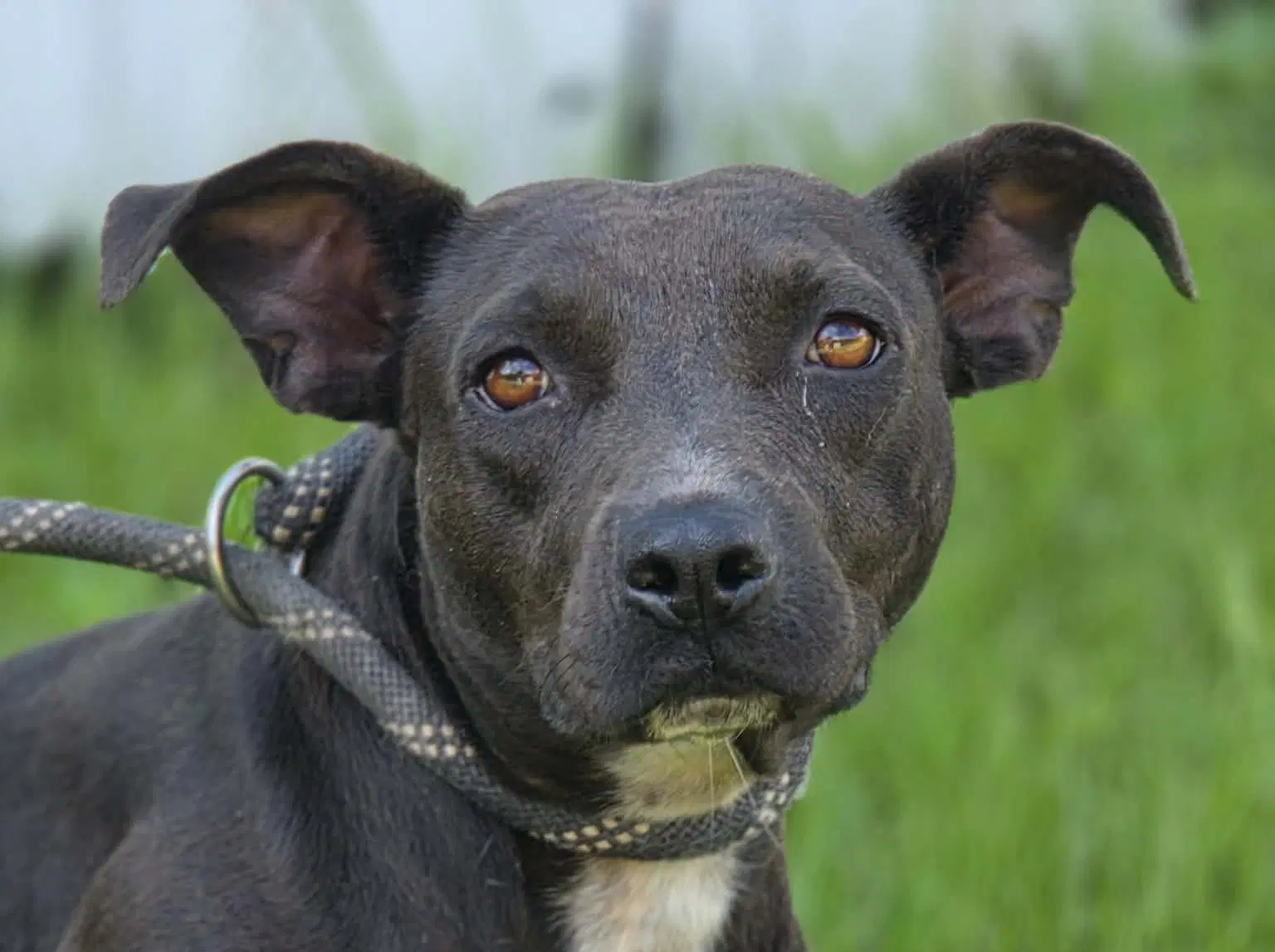 Journey - Pit Bull Terrier