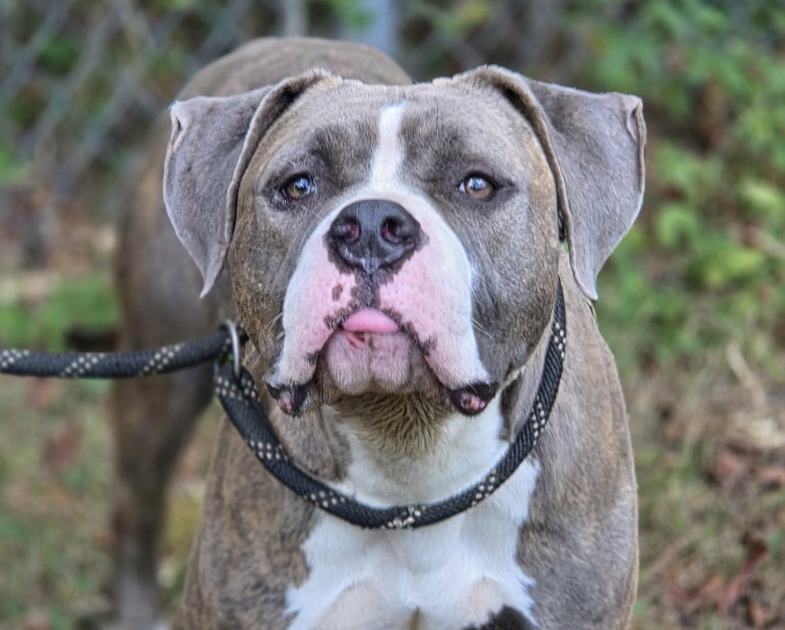 Sapphire, American Pit Bull Terrier
