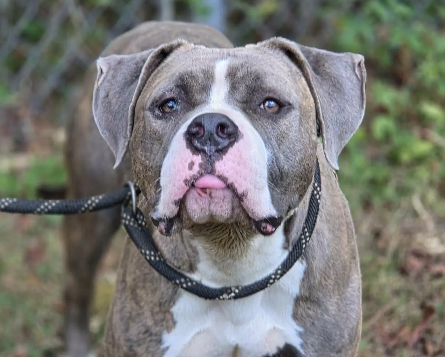 Sapphire - American Pit Bull Terrier