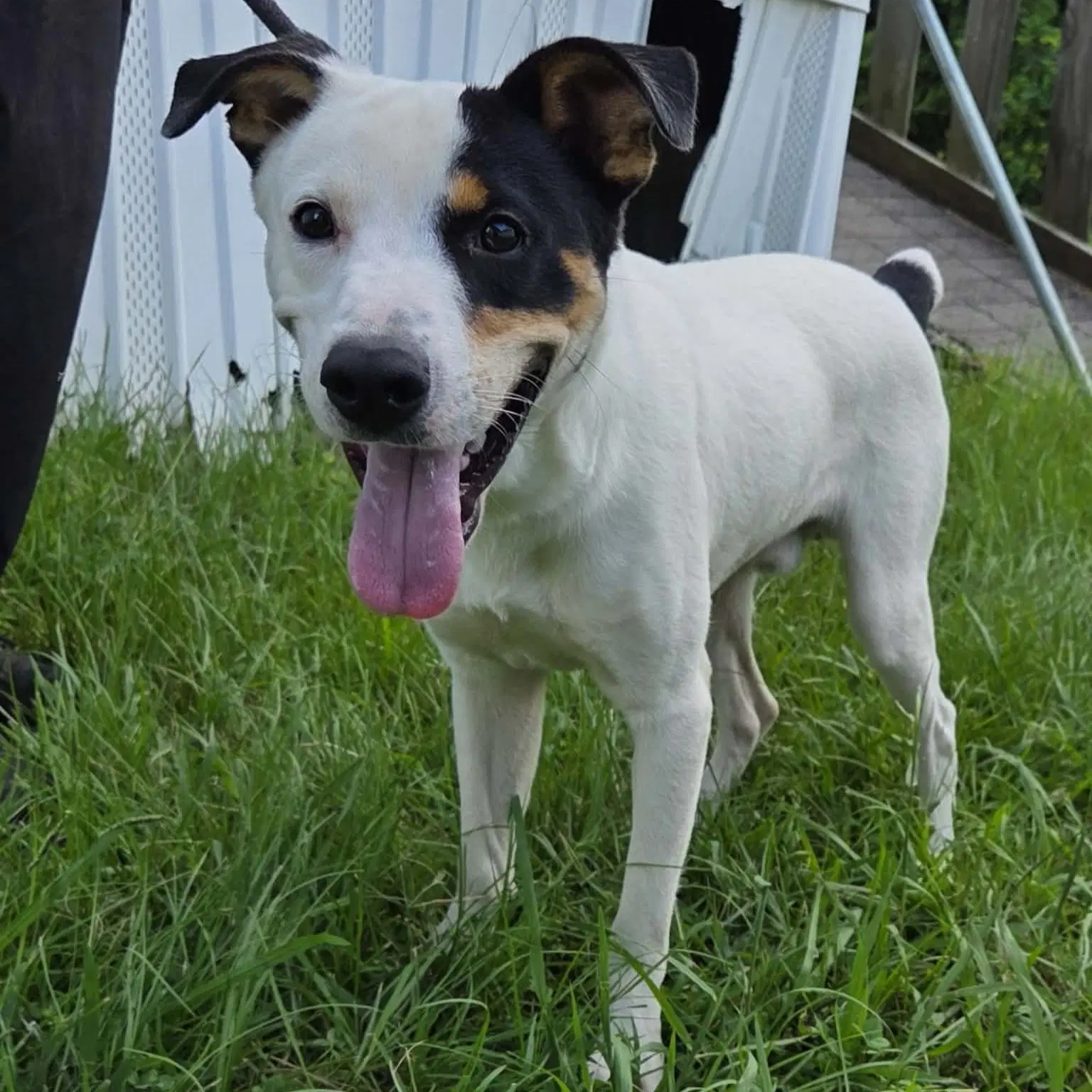 Ziggy image 2