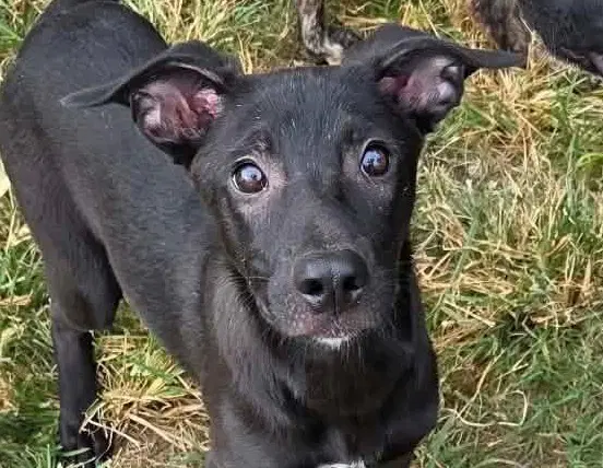 Rory - Hound