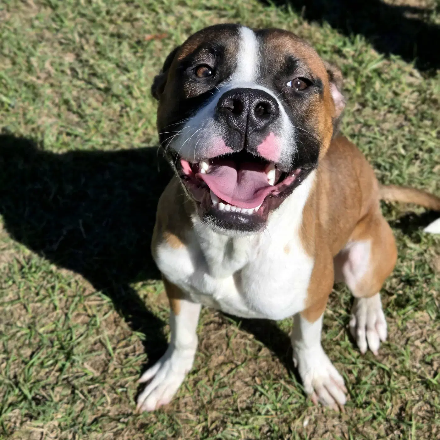 Rocco - Boxer