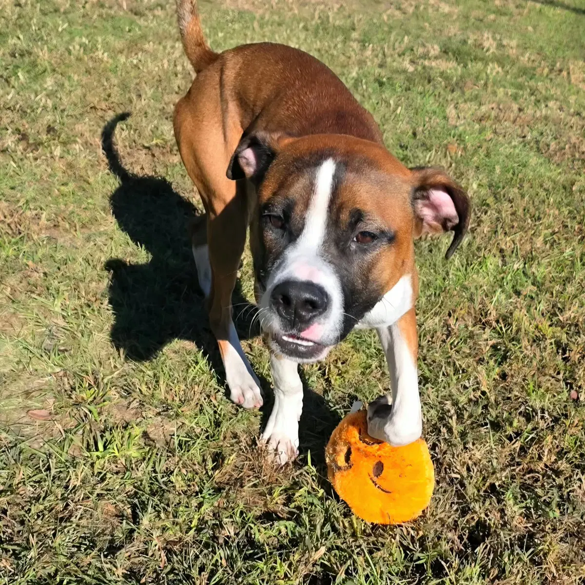 Rocco image 2