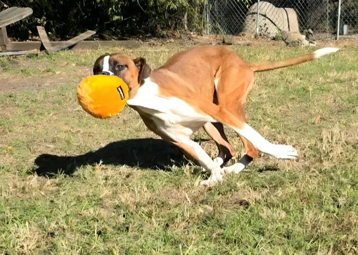 Rocco image 3