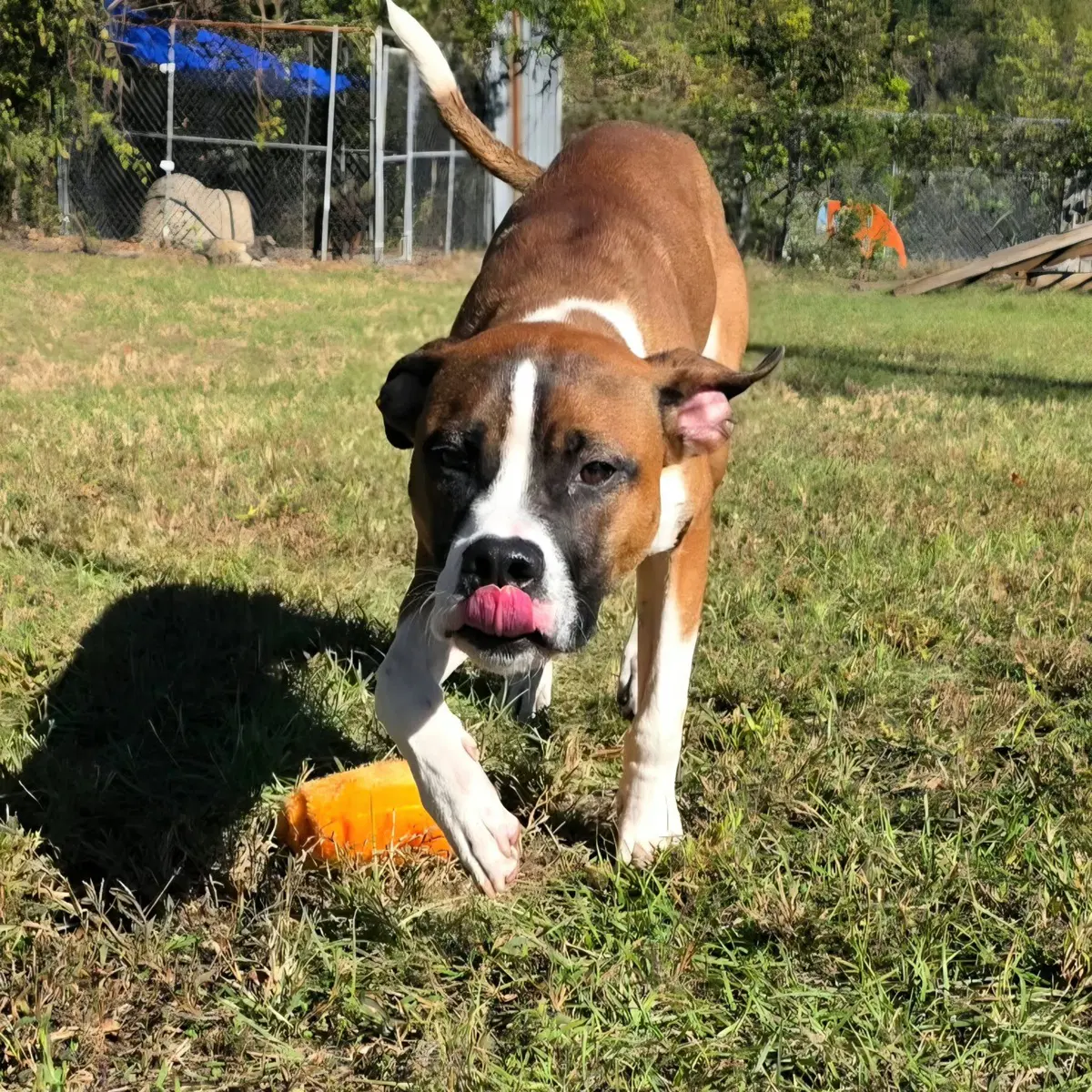 Rocco image 4