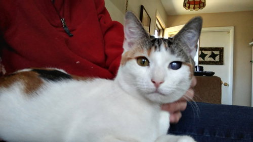 ANNA - Calico available for adoption