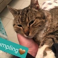 adoptable Cat in Willingboro, NJ named Dumpling