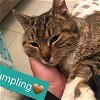 adoptable Cat in willingboro, NJ named Dumpling