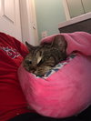 Dumpling - Photo 2