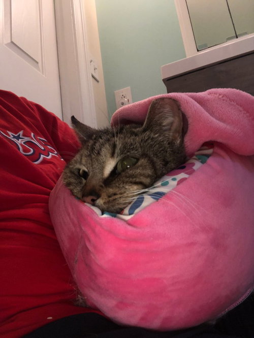 DUMPLING - Domestic Short Hair available for adoption