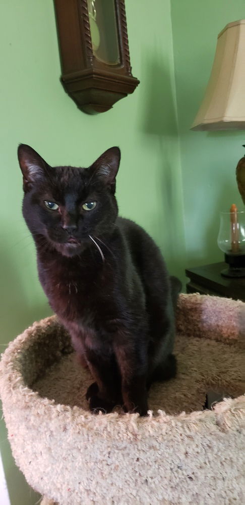 adoptable Cat in Willingboro, NJ named Bobo