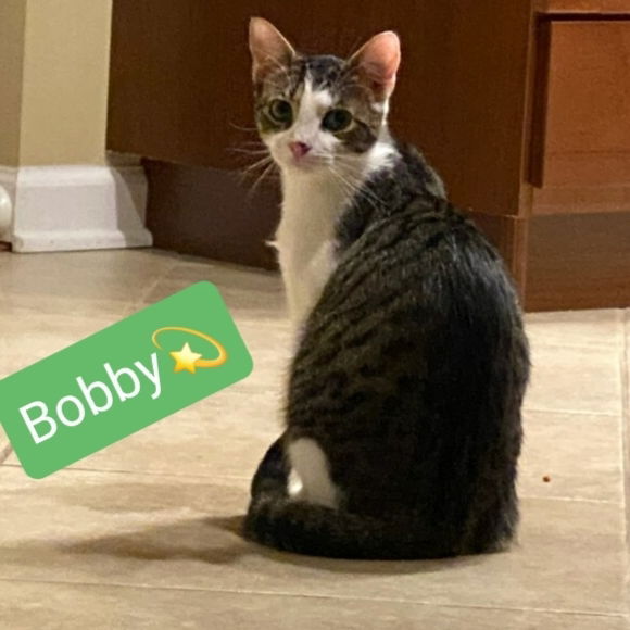 adoptable Cat in Willingboro, NJ named Bobby