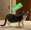 Bobby - Photo 2