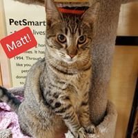 adoptable Cat in Willingboro, NJ named Matt