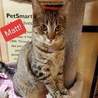 MATT - Domestic Short Hair available for adoption