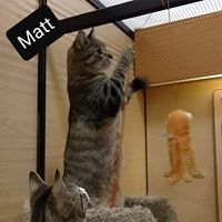 MATT - Domestic Short Hair available for adoption