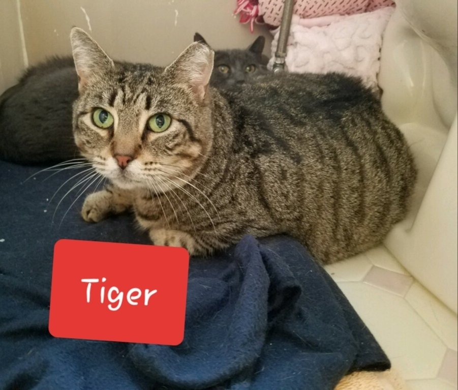 adoptable Cat in Willingboro, NJ named Tiger
