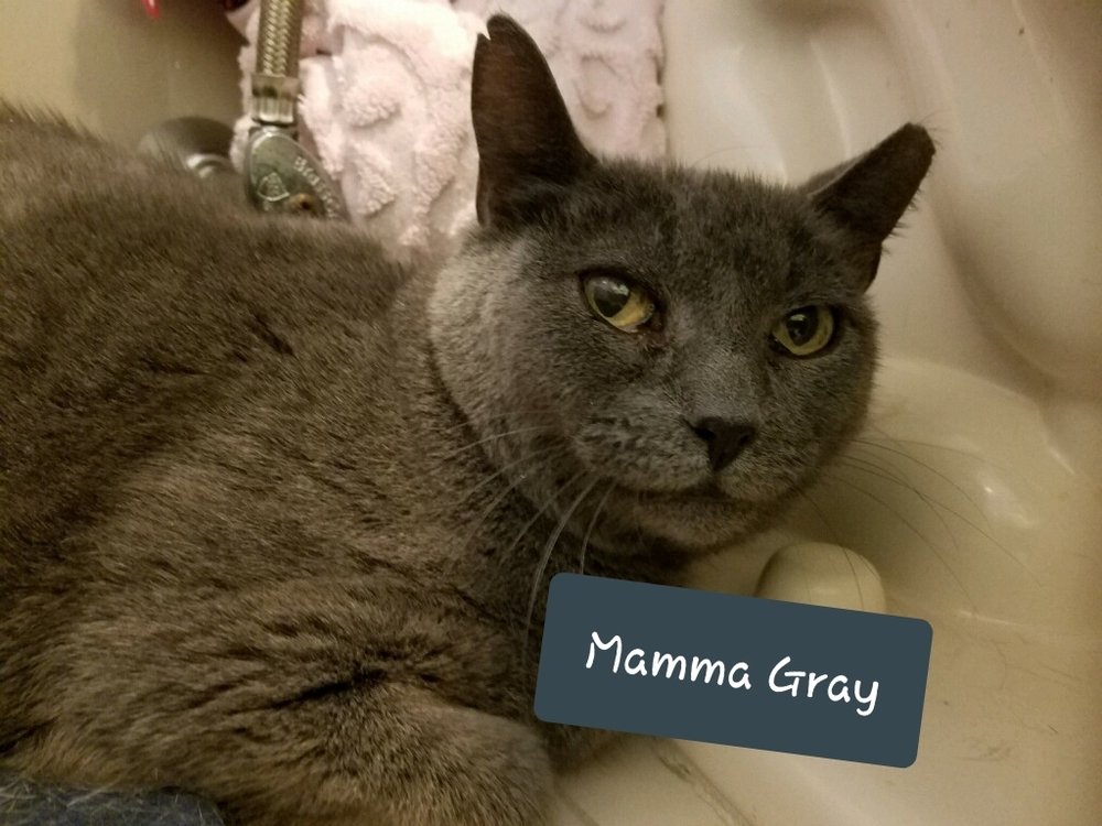 adoptable Cat in Willingboro, NJ named Mamma Gray