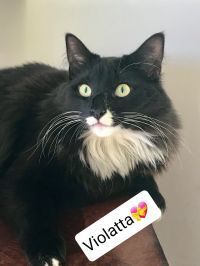 VIOLET - Domestic Medium Hair available for adoption