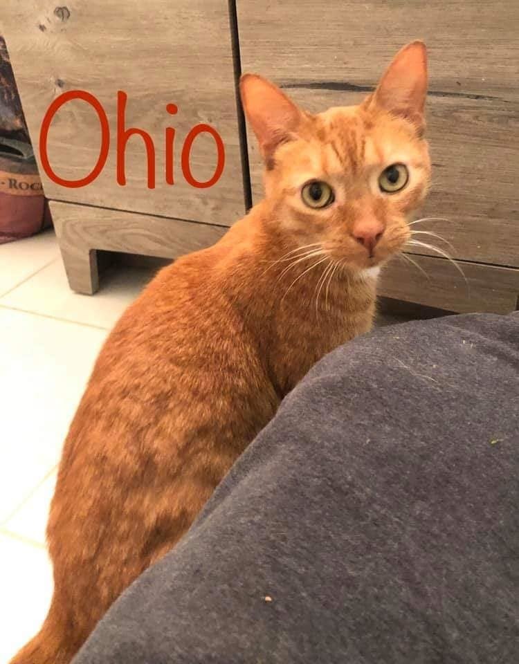 adoptable Cat in Willingboro, NJ named Ohio