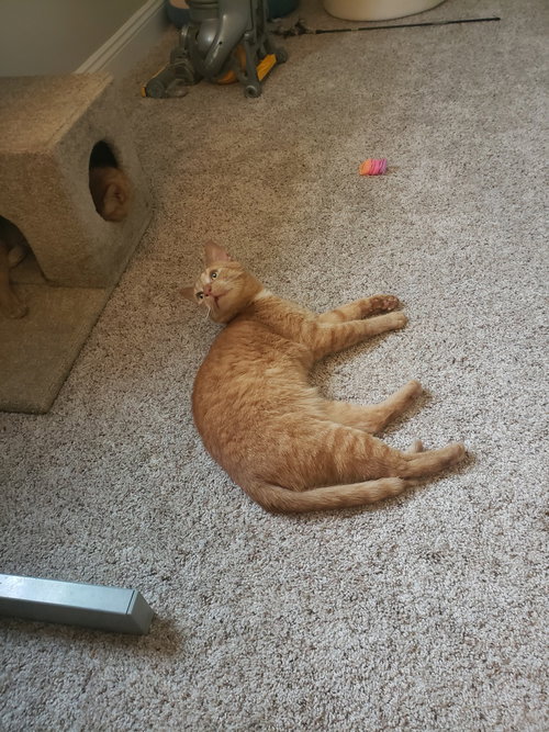 OHIO - Domestic Short Hair available for adoption