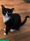 adoptable Cat in , NJ named Junebug