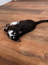 Junebug - Photo 2