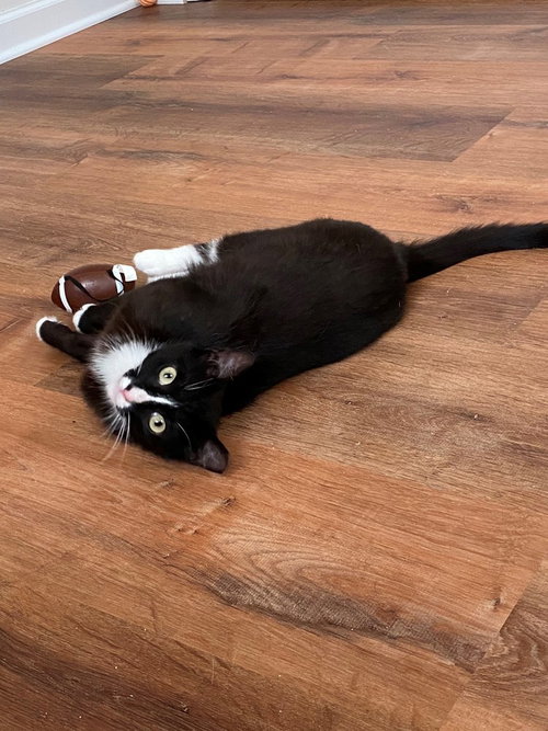JUNEBUG - Domestic Short Hair available for adoption