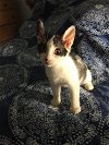 adoptable Cat in willingboro, NJ named Hassan