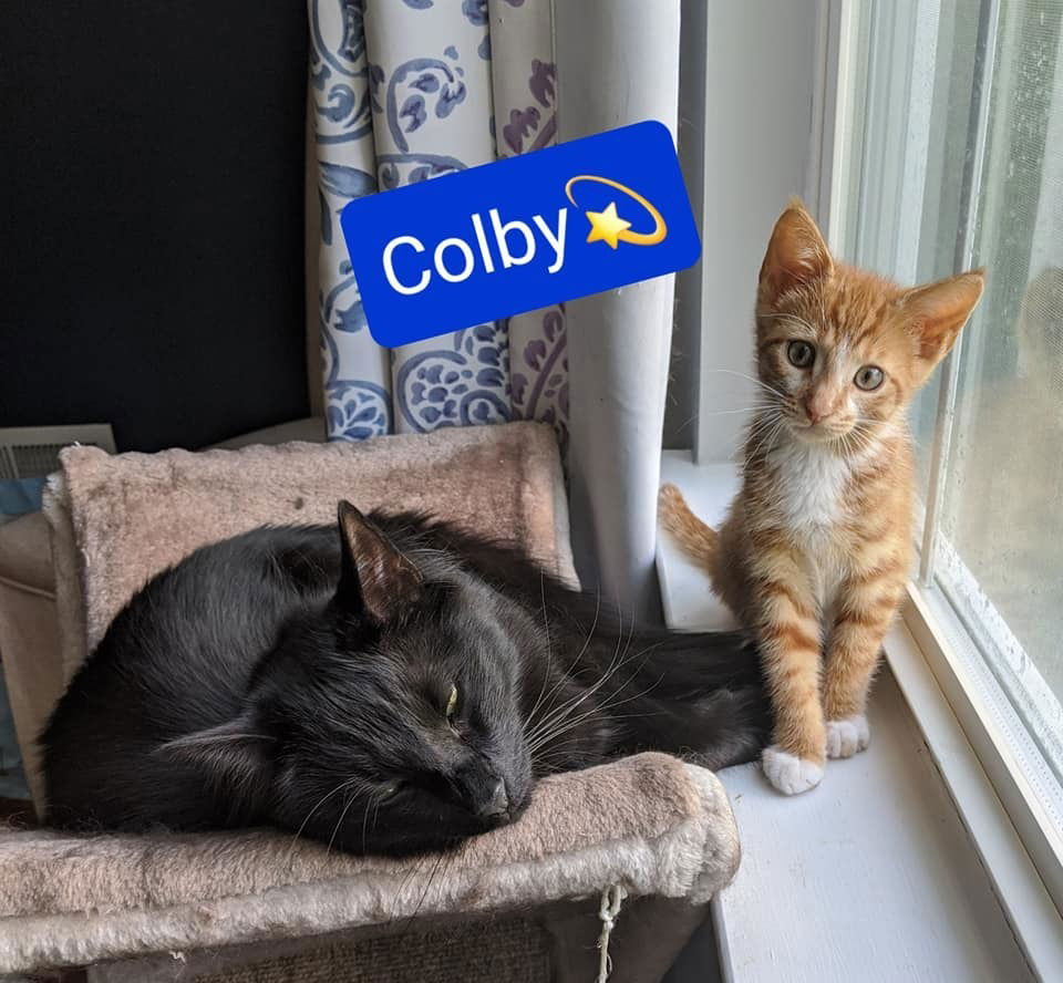 adoptable Cat in Willingboro, NJ named Colby