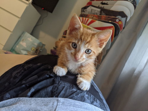 COLBY - Domestic Short Hair available for adoption
