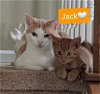adoptable Cat in , NJ named Jack