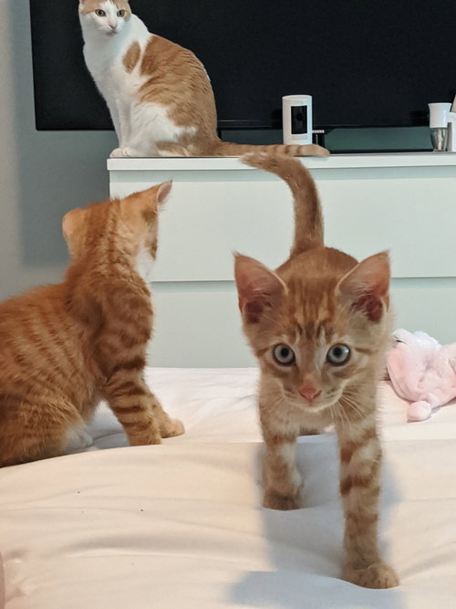 JACK - Domestic Short Hair available for adoption
