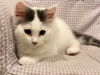 adoptable Cat in Willingboro, NJ named Casper