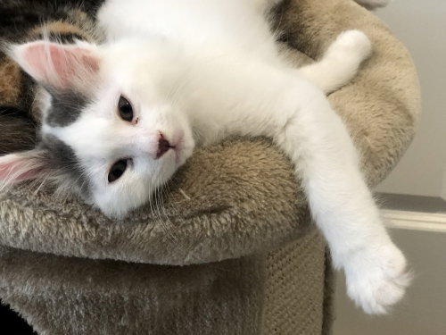 Photo 4 of Casper