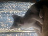 Archie - Photo 2