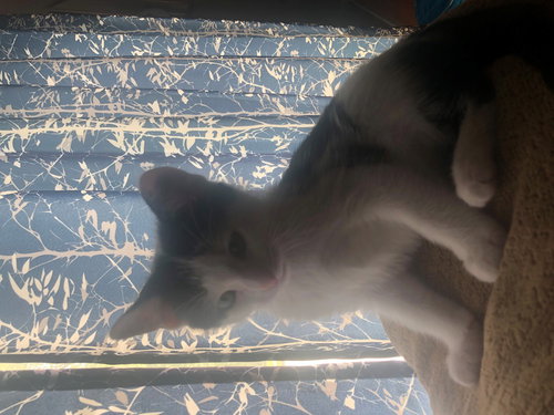 ARCHIE - Domestic Short Hair available for adoption